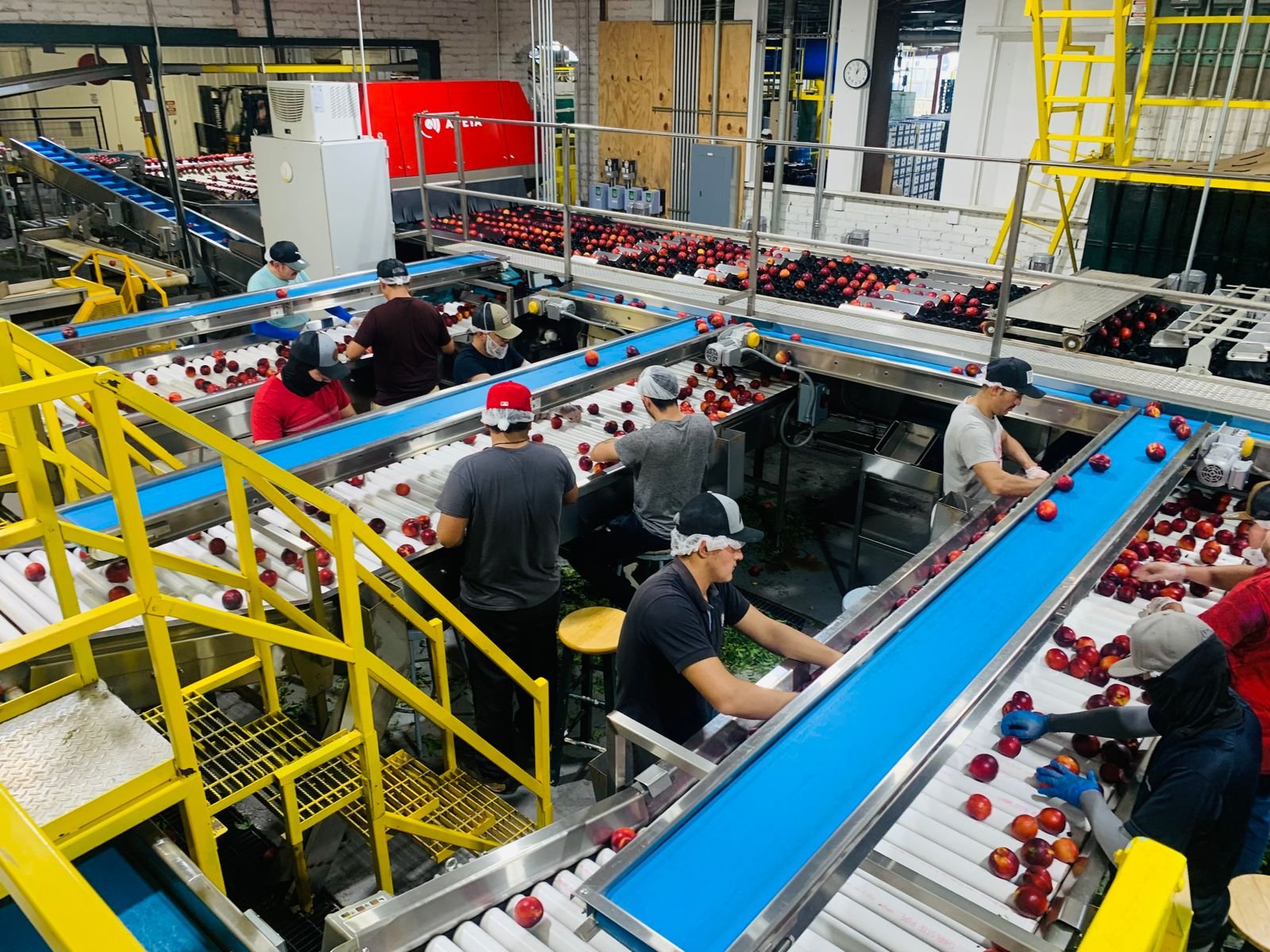 Workers sorting red apples along blue conveyor belts in a packing facility