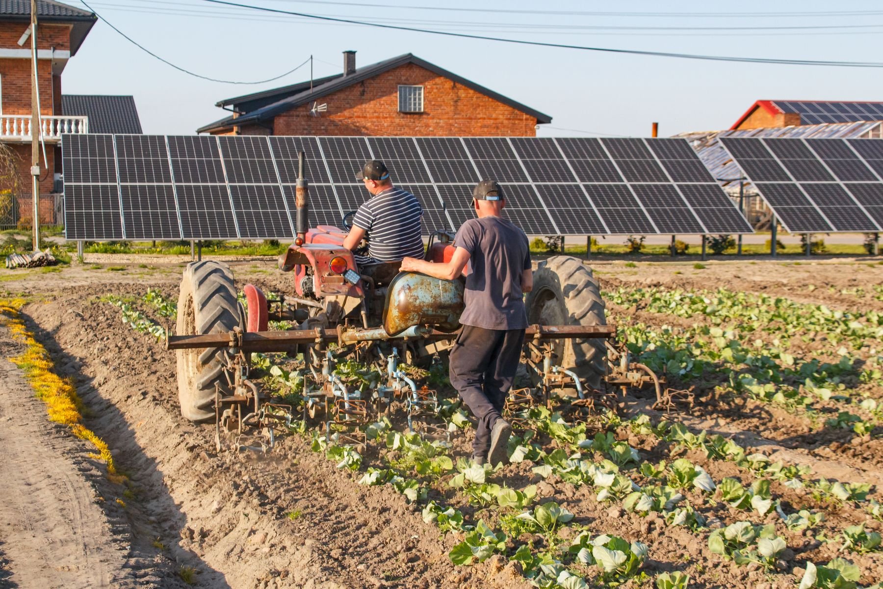 Two farmers on a tractor working a cabbage field, with solar panels beside the farm buildings behind them